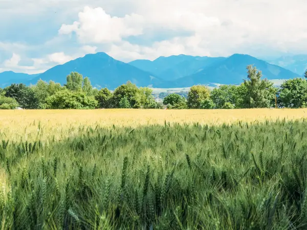 Пшеничне поле і блакитні гори — стокове фото