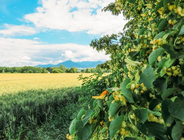 Пшеничне поле і блакитні гори — стокове фото