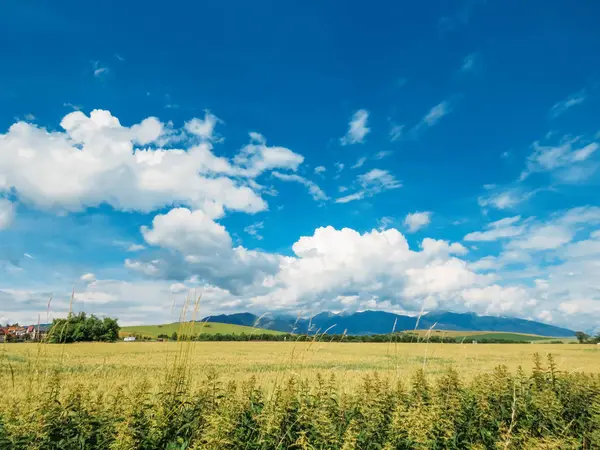 Пшеничне поле і блакитні гори — стокове фото