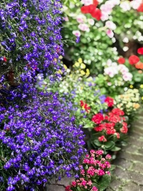 Focos, dükkanda renkli çiçekli vazo ile çekilmiş fotoğrafı