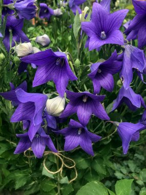 Mavi çan köyünde bahçesinde