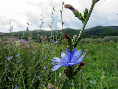 Karpatlar, dağlarda yaz peyzaj