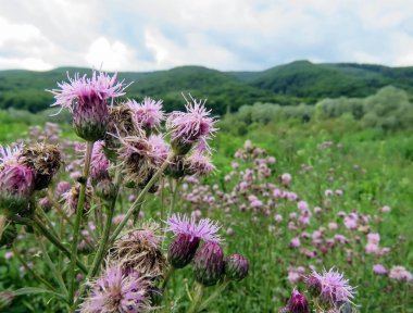 Karpatlar, dağlarda yaz peyzaj