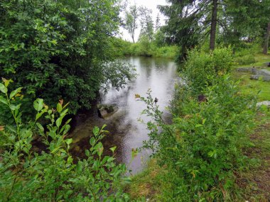 Yağmurdan sonra Yeşil taze orman