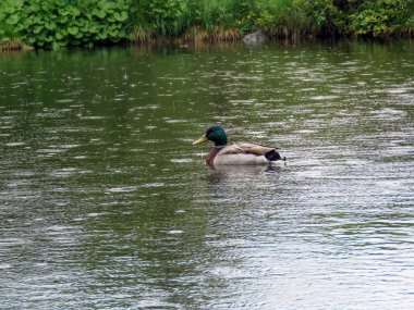 yağmur sırasında gölde ördek