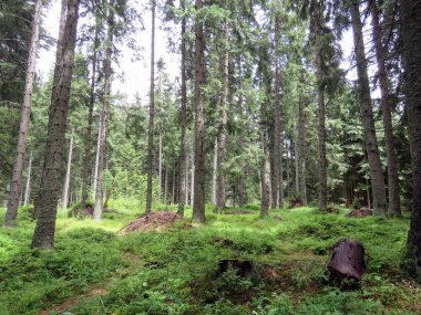 Yağmurdan sonra Yeşil taze orman