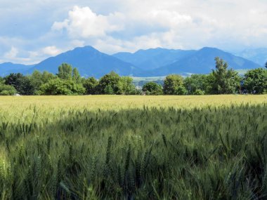 güneşli havalarda Slovakya 'da yaz aylarında buğday alanı