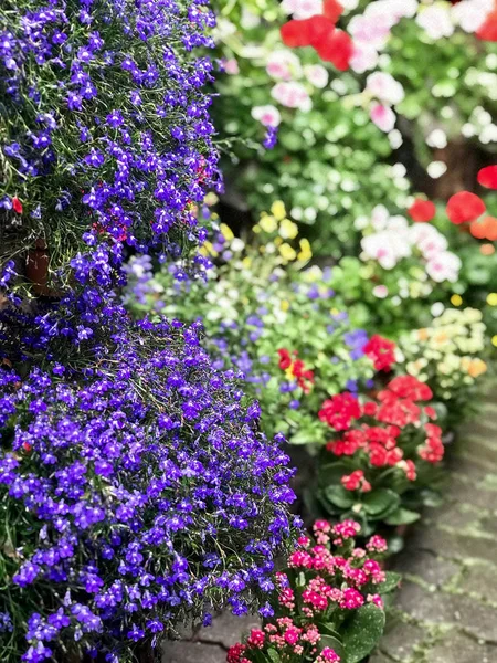 Focos, dükkanda renkli çiçekli vazo ile çekilmiş fotoğrafı