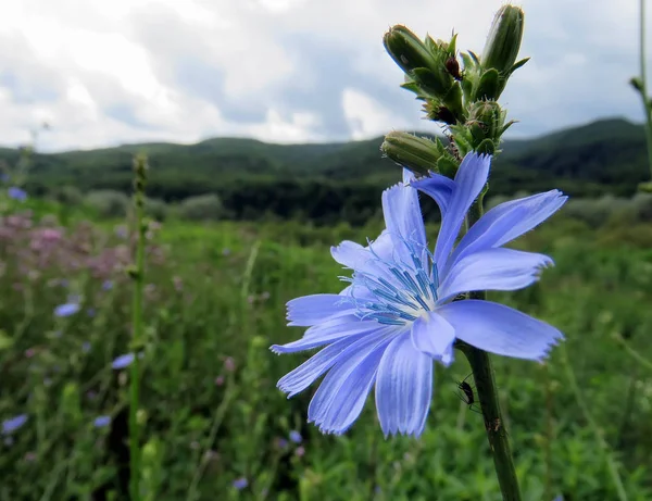 Summer Landscape Mountains Carpathians — Stock Photo, Image