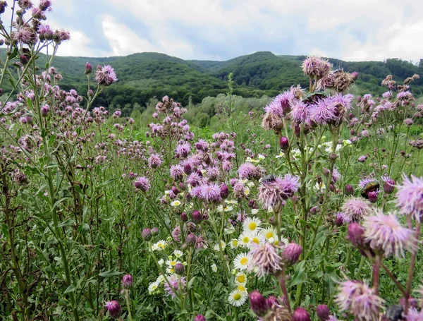Karpatlar, dağlarda yaz peyzaj