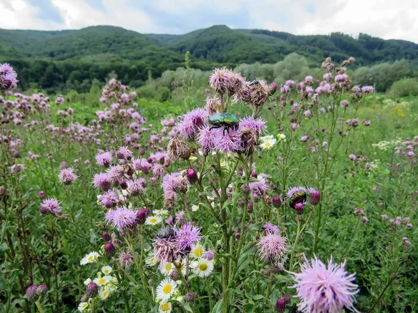 Karpatlar, dağlarda yaz peyzaj