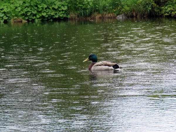 yağmur sırasında gölde ördek