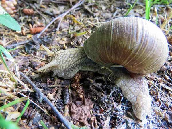 Grande Caracol Grama Verão — Fotografia de Stock