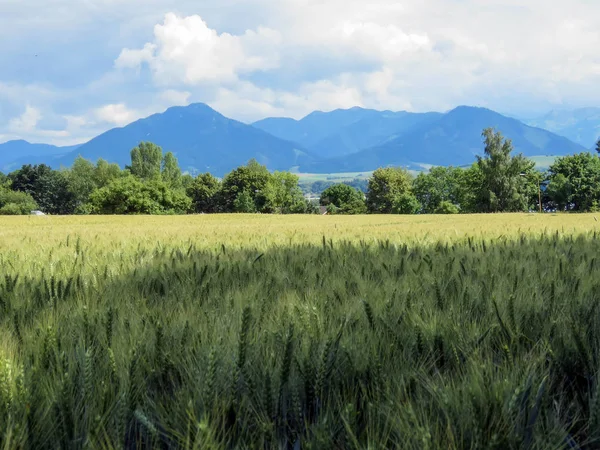 güneşli havalarda Slovakya 'da yaz aylarında buğday alanı