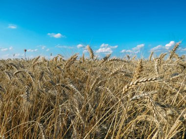 Yaz aylarında buğday alanı ve mavi gökyüzü
