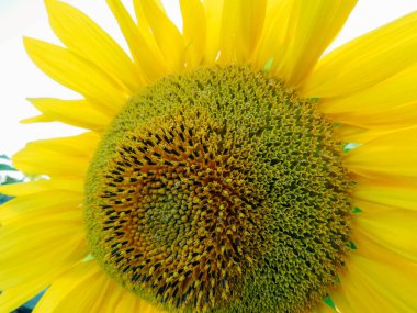 yaz alanında sarı ayçiçeği çiçek