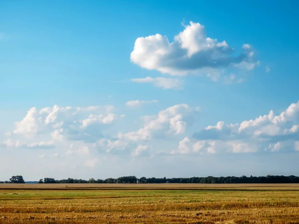 Пшеничне Поле Блакитне Небо Влітку — стокове фото