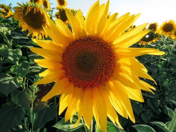 Die Gelben Sonnenblumen Blühen Sommerfeld — Stockfoto