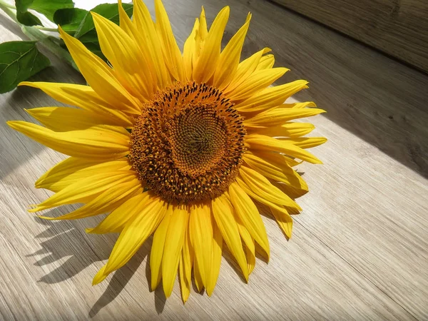 Die Gelben Sonnenblumen Auf Einem Hölzernen Hintergrund — Stockfoto