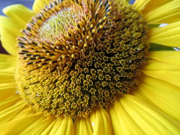 Die Schöne Gelbe Blume Der Sonnenblume Aus Nächster Nähe — Stockfoto