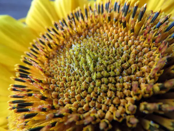 Frumoasa Floare Galbenă Floarea Soarelui Aproape — Fotografie, imagine de stoc