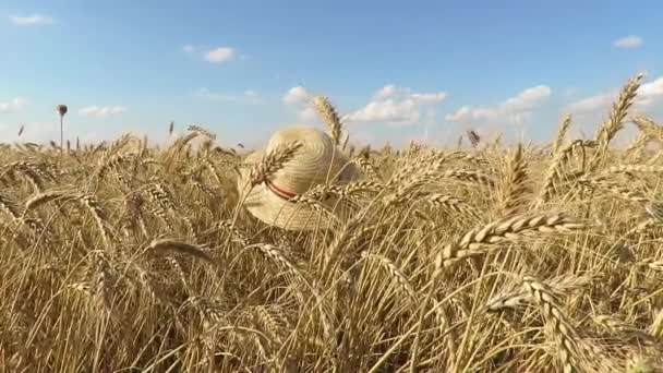 麦畑と帽子 麦の穂をクローズ アップ 風に揺れる黄金の小麦のフィールドです 自然風景 のどかな風景 — ストック動画