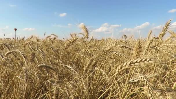 Vetefält Veteax Närbild Fältet Gyllene Vete Vajande Natur Landskap Fredlig — Stockvideo