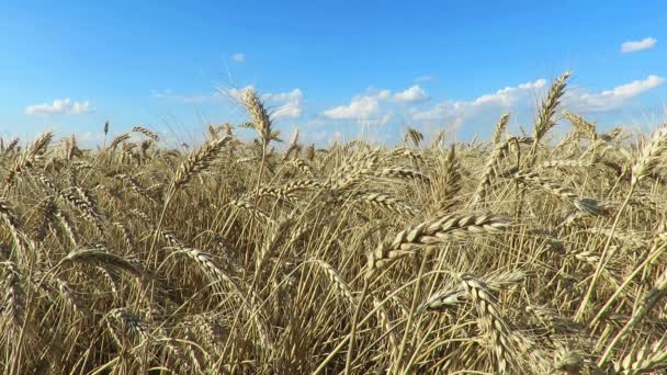 Cinemagraph Wheat Field Ears Wheat Close Field Golden Wheat Swaying — Stock Video