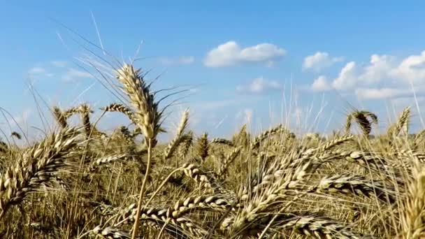 麦の穂をクローズ アップ 風に揺れる黄金の小麦のフィールドです 自然風景 のどかな風景 — ストック動画