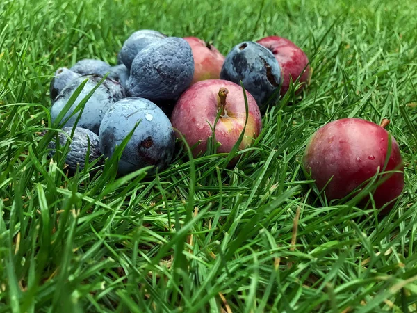 Красные яблоки и синие сливы лежат на траве — стоковое фото