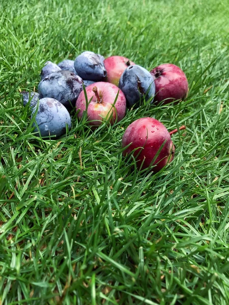 Red apples and blue plums lie on the grass — Stock Photo, Image