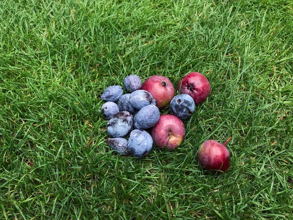 Pommes rouges et prunes bleues reposent sur l'herbe Images De Stock Libres De Droits