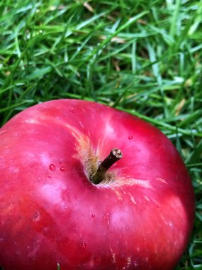 Olgun kırmızı elma ağacının altında çim üzerinde yalan