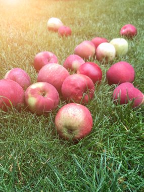 Olgun kırmızı elma ağacın altında çim yalan. sağlıklı yeme. çevre dostu ürünler. Organik meyveler. boşaltmak. Organik gıda. Stil üst görünüm grubu nesneleri