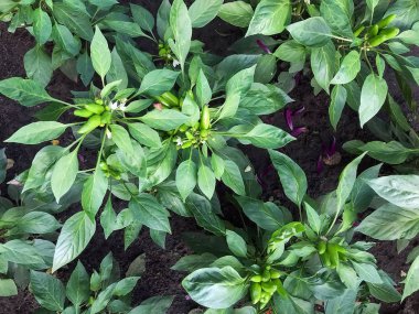 Petrol yaz aylarında bahçe üzerinde büyür. Organik gıda. Stil Top görünümü Grup nesneleri