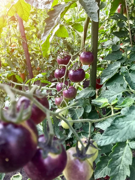 Tomaterna Mognar Buske Säng Ekologisk Mat Stil Topp Vyn Gruppobjekt — Stockfoto