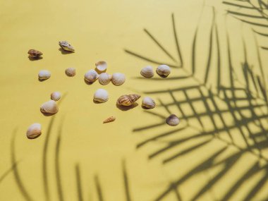 Tatil, tatil tropikal plaj yukarıda - palmiye ağacı yaprakları. deniz kabuklarını. Stil Top görünümü Grup nesneleri