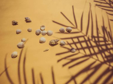 Tatil, tatil tropikal plaj yukarıda - palmiye ağacı yaprakları. deniz kabuklarını. Stil Top görünümü Grup nesneleri