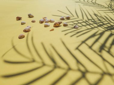 Tatil, tatil tropikal plaj yukarıda - palmiye ağacı yaprakları. deniz kabuklarını. Stil Top görünümü Grup nesneleri