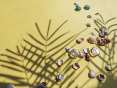 Tatil, tatil tropikal plaj yukarıda - palmiye ağacı yaprakları. deniz kabuklarını. Stil Top görünümü Grup nesneleri