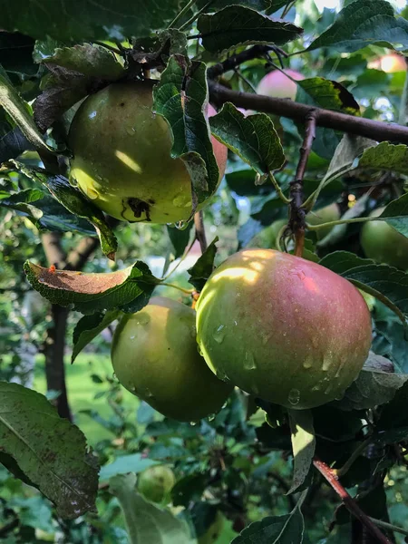 Jabłka Dojrzewają Drzewie Latem Żywności Ekologicznej Top Styl Widoku Grupy — Zdjęcie stockowe