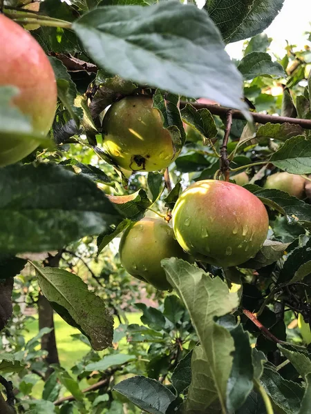 Les Pommes Mûrissent Sur Arbre Été Nourriture Biologique Style Top — Photo