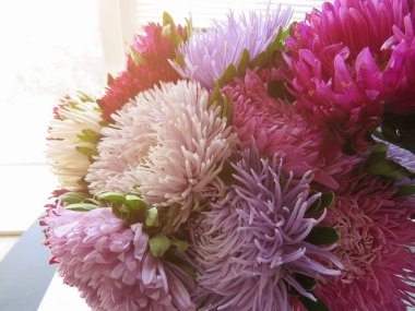 Renkli Aster buket. Sonbahar çiçekler. Arka plan bulanık. Aster