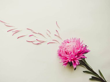 Bir arka plan, en az kavramı, üstten görünüm, kopya alanı senin metin dağınık yaprakları Grup nesneleri için pembe aster çiçek