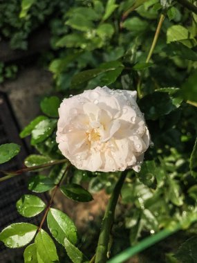 Bahçe içinde güzel pembe gül yaz aylarında. Stil Top görünümü Grup nesneleri