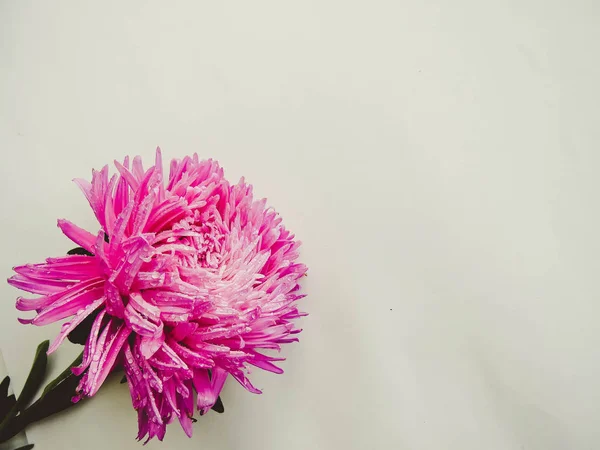 Rosa Flor Aster Sobre Fondo Concepto Mínimo Vista Superior Espacio —  Fotos de Stock