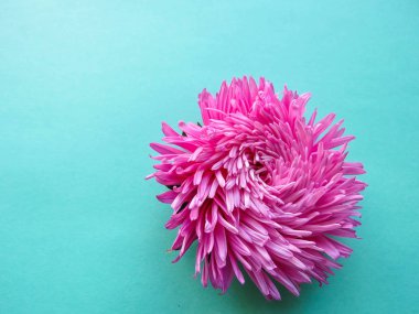 Aster çiçek bir arka plan, en az kavramı, üstten görünüm pembe, metninizi Grup nesneleri için alanı Kopyala