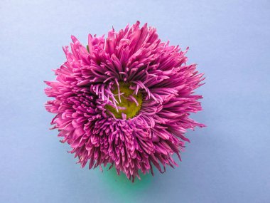 Mor aster çiçek bir arka plan, en az kavramı, üstten görünüm, metniniz Grup nesneleri için kopya alanı