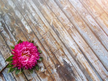 Aster çiçek bir ahşap arka plan, en az kavramı, üstten görünüm pembe, metninizi Grup nesneleri için alanı Kopyala