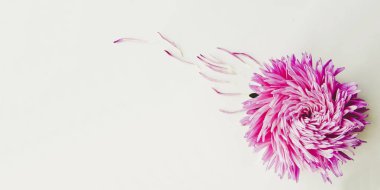 Bir çerçeve oluşturma en az kavramı, bir arka plan üzerinde renkli aster çiçek üst görüntülemek, kopya alanı metin Grup nesneleri desen için